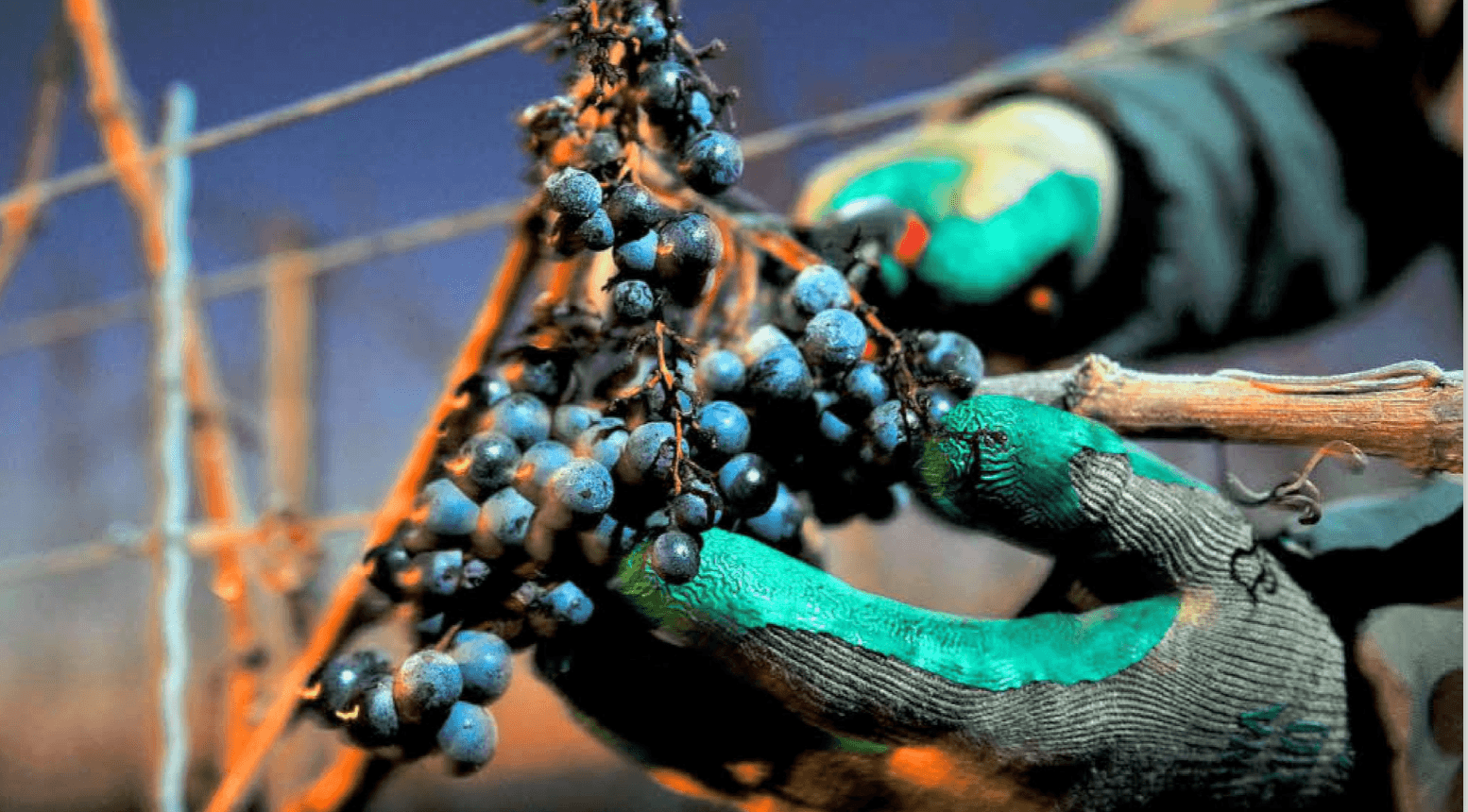 Grapevine Ministries - Image 5