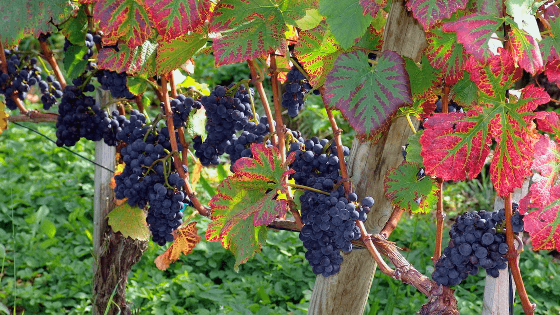 Grapevine Ministries - Image 2